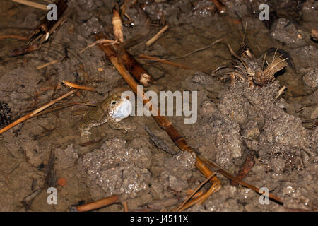 männliche Natterjack Kröte fordert überflutet Maisfeld Stockfoto