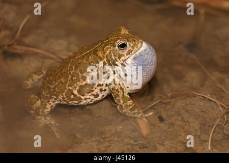 männliche Natterjack Kröte fordert überflutet Maisfeld Stockfoto