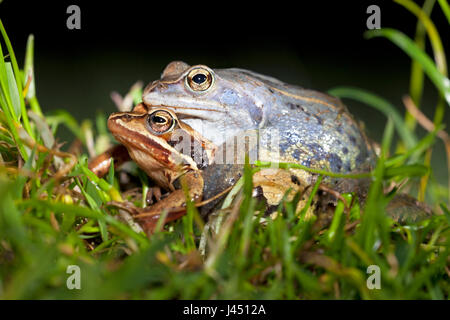 Porträt des Paares Moor Frösche Gras Stockfoto