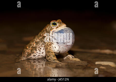 männliche Natterjack Kröte fordert überflutet Maisfeld Stockfoto