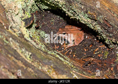 Springfrosch versteckt in Baumhöhle Stockfoto