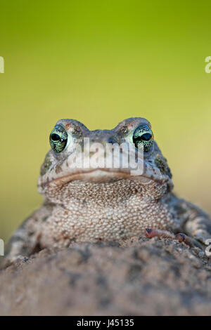 Porträt von einem Natterjack auf landwirtschaftlichen Flächen Stockfoto