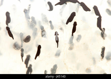 Metamorphosen der Grasfrosch vom Laich zum Frosch Foto 3/12 - ausgebrütet Brut Stockfoto