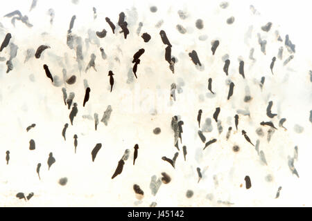 Metamorphosen der Grasfrosch vom Laich zum Frosch Foto 2/12 - ausgebrütet Brut Stockfoto