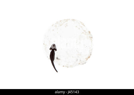 Metamorphosen der Grasfrosch vom Laich zum Frosch Foto 4/12 - Kaulquappe auf ei Stockfoto