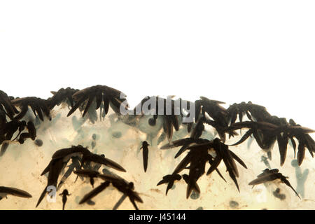 Metamorphosen der Grasfrosch vom Laich zum Frosch Foto 6/12 - Kaulquappen ruht auf spawn Stockfoto