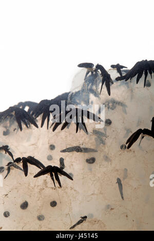 Metamorphosen der Grasfrosch vom Laich zum Frosch Foto 5/12 - Kaulquappen ruht auf spawn Stockfoto