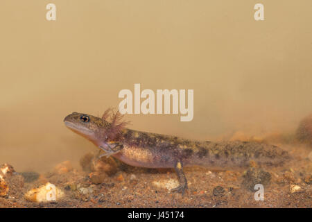 Feuer Salamander Larve unter Wasser Stockfoto