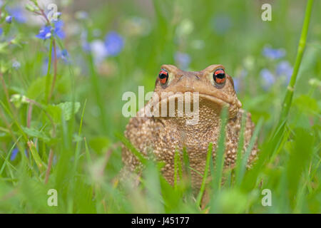 stachelige Kröte in der Wiese zwischen blauen Blüten Stockfoto