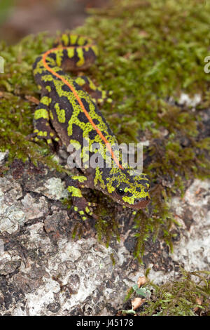 Marmorierte Newt auf Moos an einem Baumstamm Stockfoto