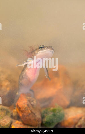 Feuer Salamander Larve unter Wasser Stockfoto