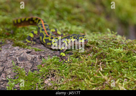 Marmorierte Newt auf Moos an einem Baumstamm Stockfoto