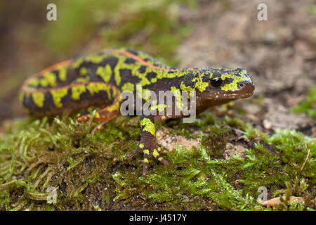 Marmorierte Newt auf Moos an einem Baumstamm Stockfoto