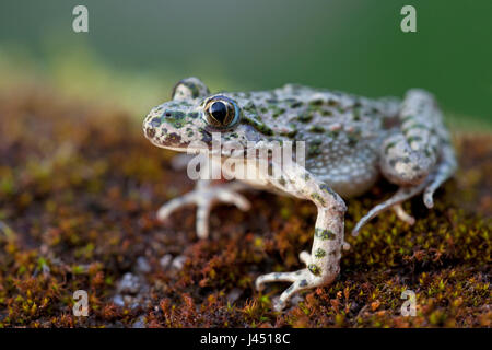Erwachsene weibliche Petersilie Frosch Stockfoto