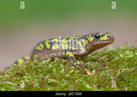 Marmorierte Newt auf Moos an einem Baumstamm Stockfoto