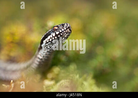 Portrait einer männlichen gemeinsame Viper Stockfoto