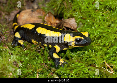 Feuersalamander auf Moos Stockfoto