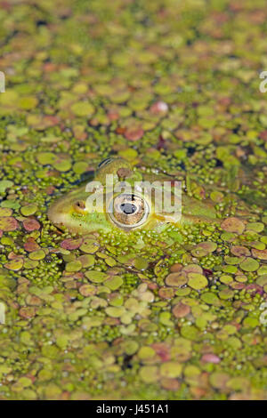 Pool-Frosch versteckt zwischen Wasserlinse Stockfoto