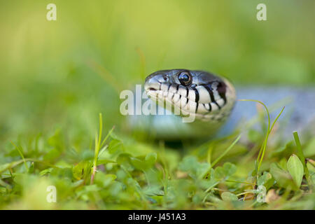 Ringelnatter im Rasen Stockfoto