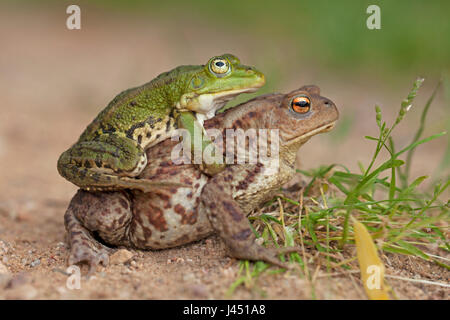 Missverhältnis zwischen Pool Frosch männlich (an der Spitze) und gemeinsamen Kröte weiblich Stockfoto