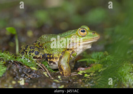 Pool-Frosch Ruhe am Ufer Stockfoto