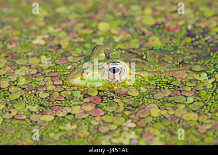 Pool-Frosch versteckt zwischen Wasserlinse Stockfoto