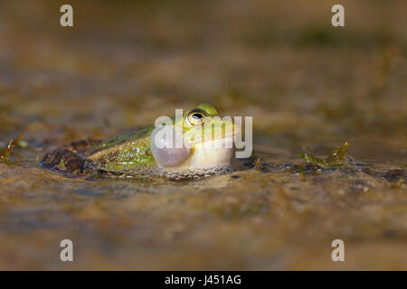 aufrufende männlichen Pool Frosch Stockfoto