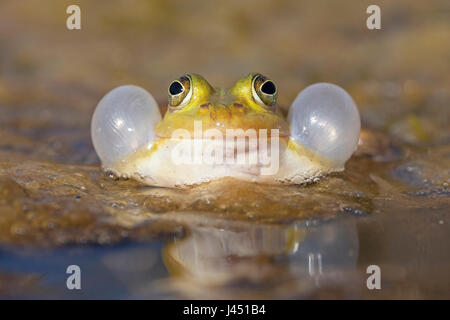 aufrufende männlichen Pool Frosch Stockfoto