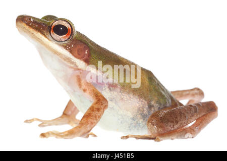 Kupfer Wangen Frosch auf dem weißen Hintergrund isoliert Stockfoto