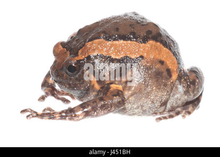 Asiatische stammt Frosch auf dem weißen Hintergrund isoliert Stockfoto
