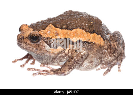 Asiatische stammt Frosch auf dem weißen Hintergrund isoliert Stockfoto