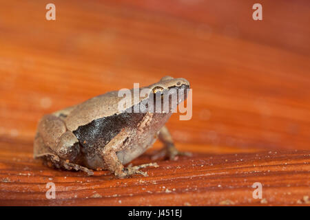 Darkside Narrowmouth Frosch auf orange Blatt Stockfoto