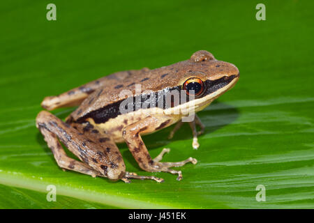 dunkel-Seiten Frosch auf grünes Blatt Stockfoto