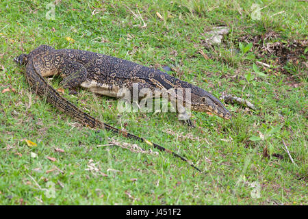 Wasser-Monitor auf dem Rasen Stockfoto