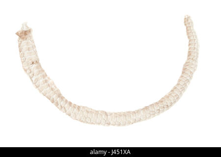 Geschiedenen Fragilis; Sumpf der Blindschleiche Stockfoto