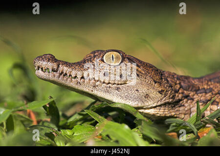 Porträt von einem Nil-Krokodil-Jungtier Stockfoto