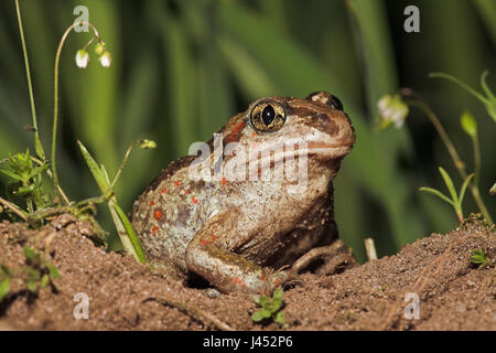 Porträt von einem gemeinsamen katzenähnliche auf landwirtschaftlichen Flächen, der speziell für die Arten, die lockere Erde verwaltet wird zu graben. Stockfoto