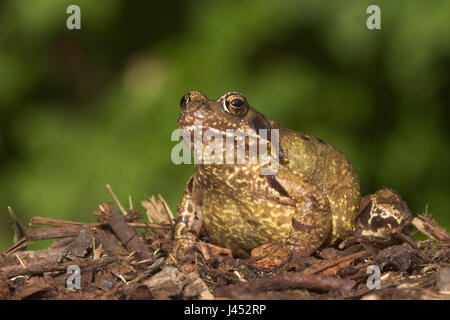 Foto von einem weiblichen Grasfrosch auf dem Boden im Garten vor einem grünen Hintergrund Stockfoto