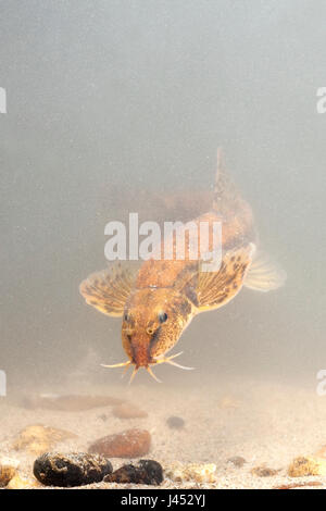 Vertikale Foto von einem Erwachsenen Stein Loach schwimmen über dem Boden Stockfoto