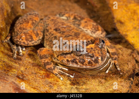 Foto von einem Kuhl Creek Frosch Stockfoto