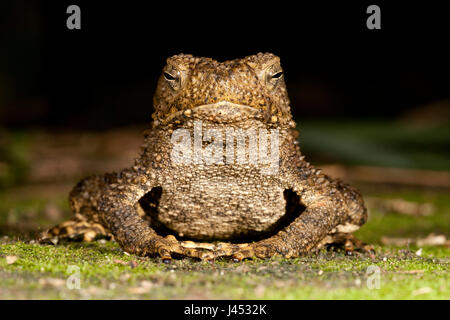 Foto van Een Jumbo Pad (Bufo Juxtasper); Foto der enormen Riesen Fluss Kröte; Stockfoto