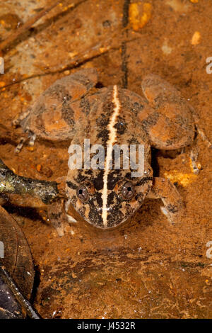 Foto von einem Kuhl Creek Frosch Stockfoto