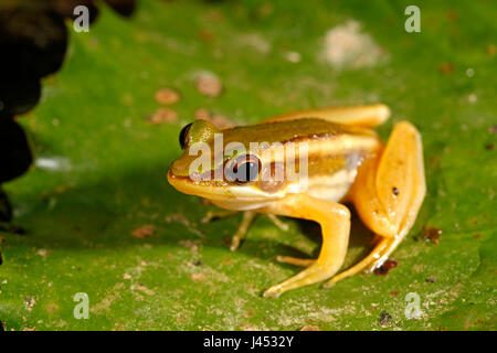 Foto von einer grünen Paddy Frosch Stockfoto