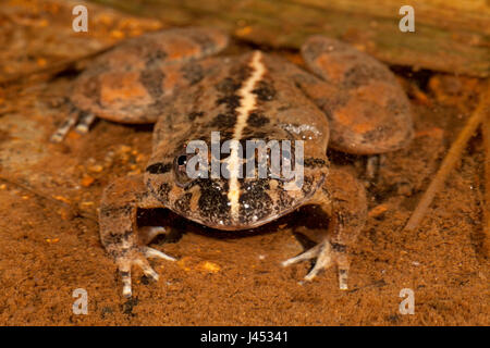 Foto von einem Kuhl Creek Frosch Stockfoto