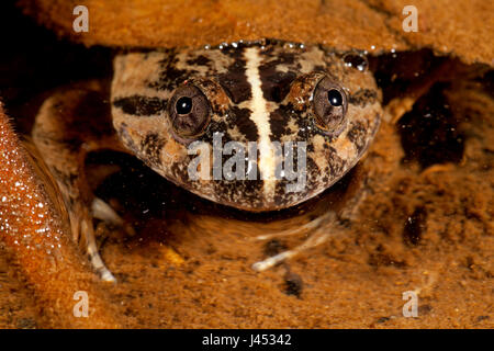 Foto von einem Kuhl Creek Frosch Stockfoto