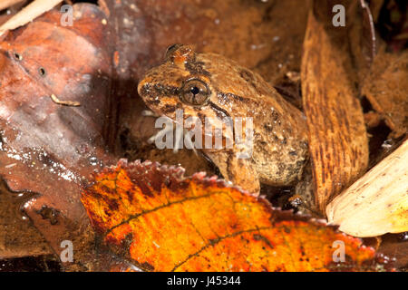 Foto von einem Kuhl Creek Frosch Stockfoto