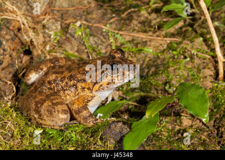 Foto von einem Kuhl Creek Frosch Stockfoto