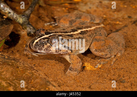 Foto von einem Kuhl Creek Frosch Stockfoto