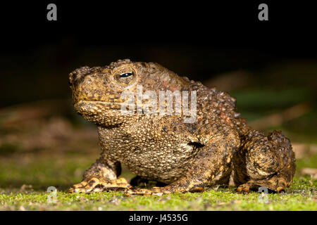 Foto van Een Jumbo Pad (Bufo Juxtasper); Foto der enormen Riesen Fluss Kröte; Stockfoto