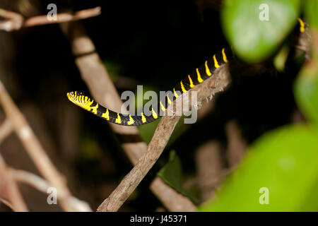 Foto einer Mangrove Katze Schlange in der Nacht durch einen Baum klettern Stockfoto